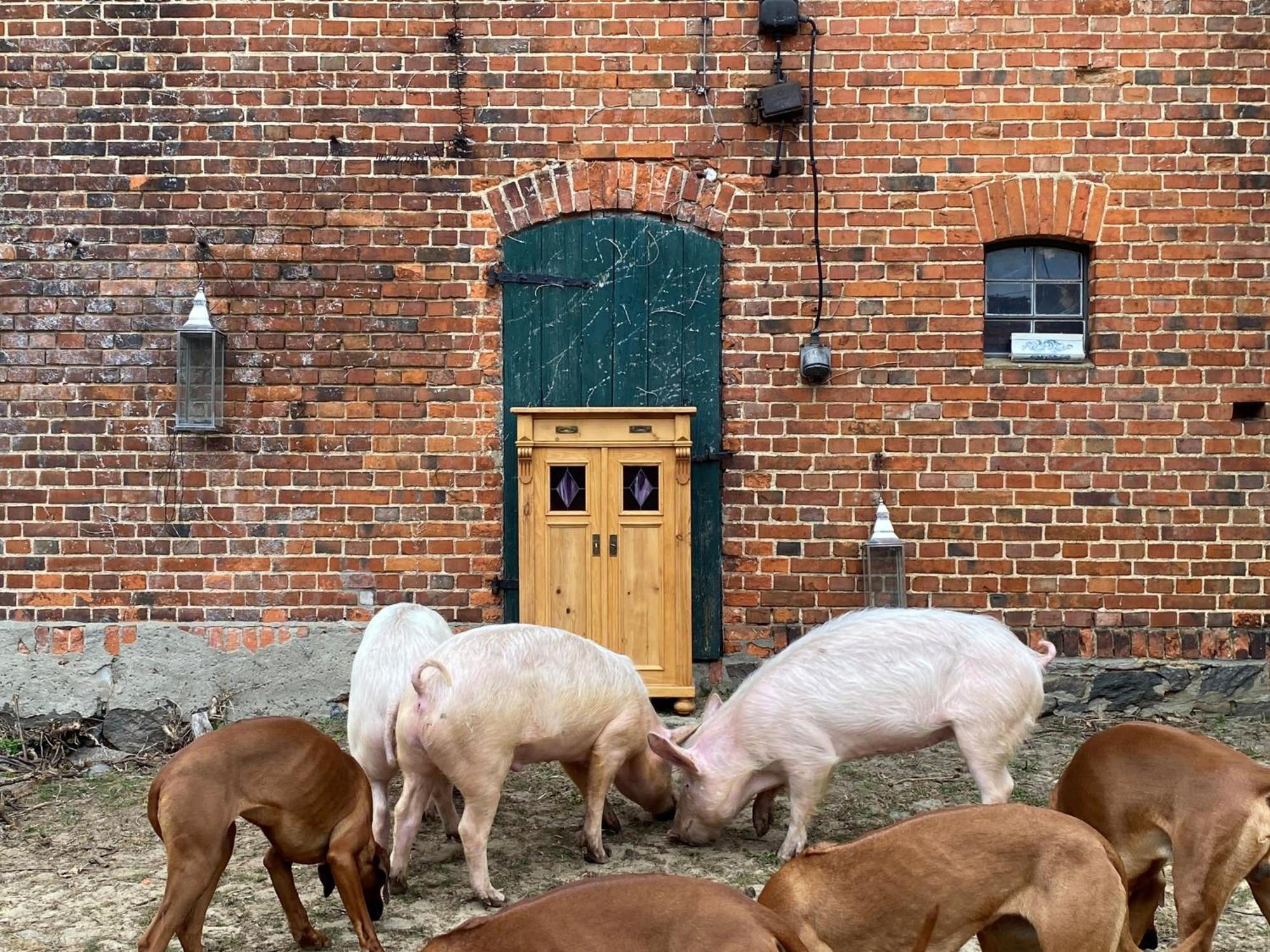 Bauernhof-Streichel-Zoo-Kombi-Familien-Suite-Im-Wald-Am-See Gulow Εξωτερικό φωτογραφία